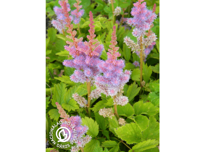 Astilbe chinensis   'Frankentroll'